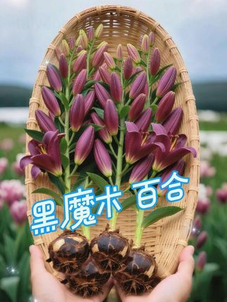 家人们快瞧!黑魔术百合种球精品登场啦! 别再觉得百合只有单调的白色,邂逅黑魔术才晓得,温柔也能演绎出惊艳戏码——暗紫色花瓣好似跃动的火焰,层层翻卷涌动,裹挟着孤傲又张扬的气场肆意盛放,仿佛藏着一箩筐说不尽的故事,美到让人挪不开目光,连呼吸都不自觉停滞!这和普通百合可大不一样,妥妥是直击心灵的惊艳冲击! 黑魔术百合,严选优质种球,这般独一份的魅惑,谁能扛得住不心动呀?#黑魔术百合花 #优质种球 #重瓣香水百合种球 #花卉绿植