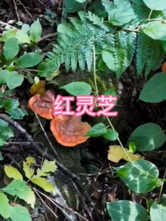 #灵芝#红灵芝#大自然的馈赠#养生