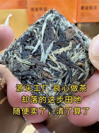 勤勤恳恳做茶,就是卖不动,金芽满布 芽头肥壮,条索清晰 枣香馥郁#召唤茶友 #口粮茶推荐 #今天你喝茶了吗