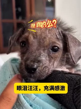 女孩收养一只流浪狗#狗狗的心思都写在脸上了 #狗是人类最忠诚的朋友 #狗狗 #流浪狗