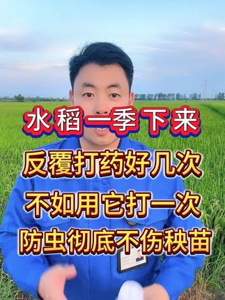 水稻虫害防治配方#水稻防虫#虫害防治#卷叶螟#稻飞虱#钻心虫