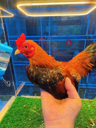 #宠物鸡 越南纯进口小竹鸡,这么美的鸡为啥我就是拍不出想要的效果呢#观赏鸡#越南小竹鸡#迷你斗鸡