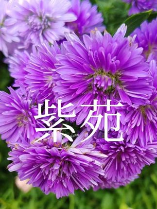 它叫紫苑翠菊,花量很大,开花时见花不见叶,同款紫苑点视频左下角小黄车去选购#紫苑
