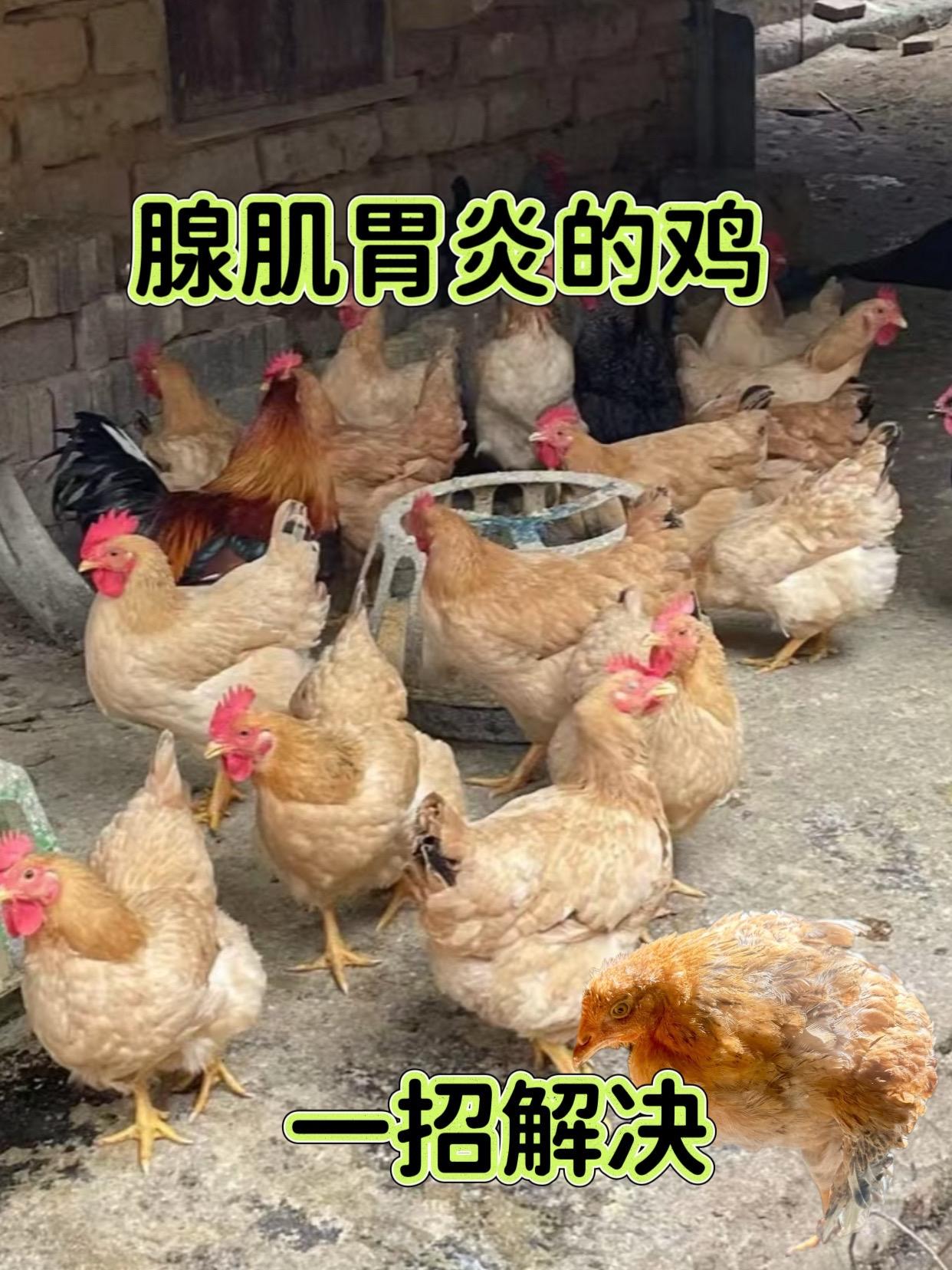 #三农养鸡 #养鸡秘诀 #养殖技巧 #养鸡人 #养殖经验