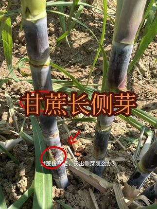 甘蔗拔节短,长侧芽咋办?#甘蔗拔节差 #苒望叶面肥