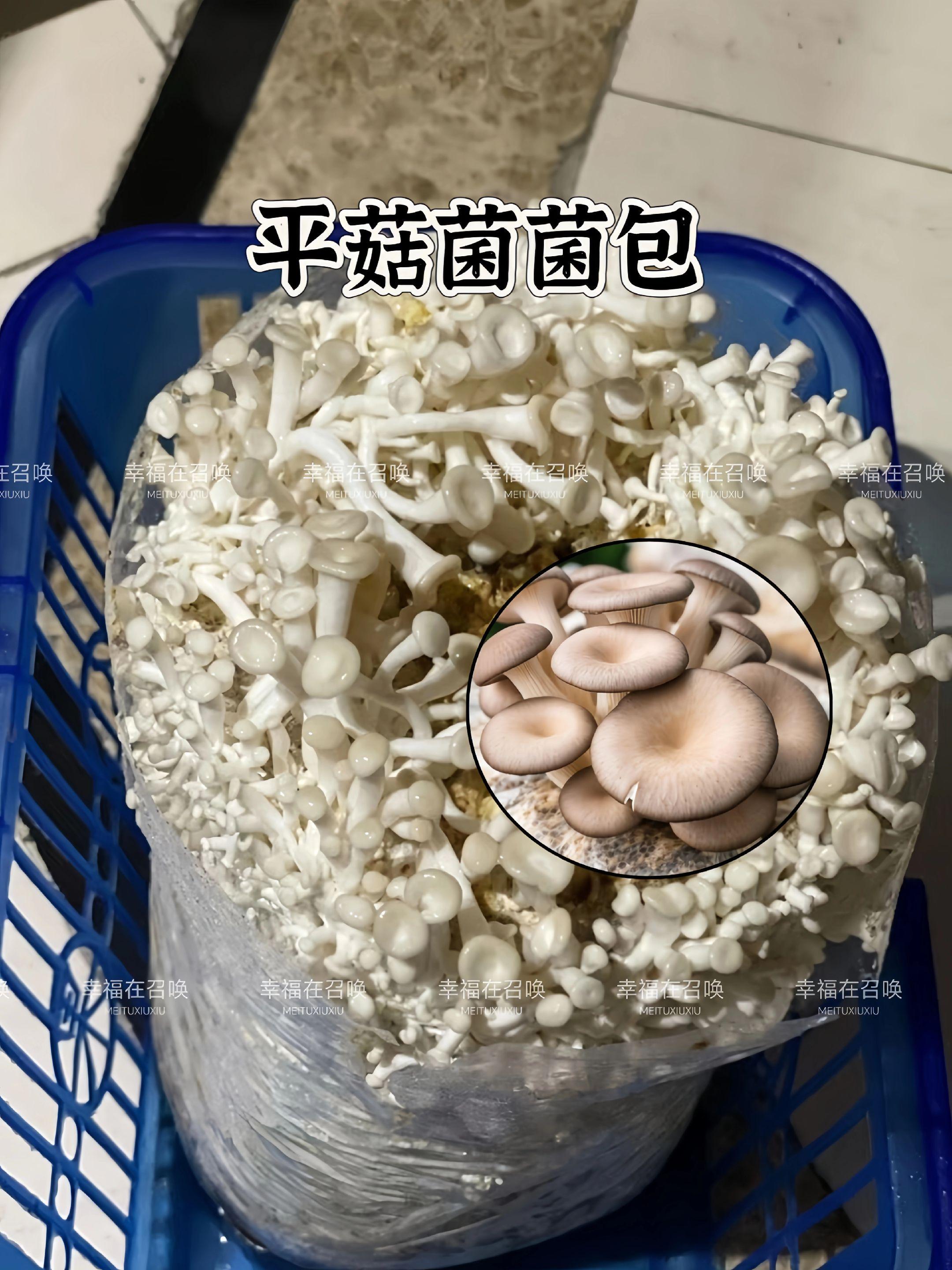 #菌包 #菌子的季节 #蘑菇 #野生菌 #种蘑菇