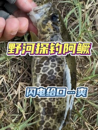 野河探钓阿鳜,闪电口儿有多爽?只有米诺能给的了,全程无剪辑一杆中鱼。#路亚鳜鱼 #野钓路亚 #原来钓鱼才是抖音运动顶流