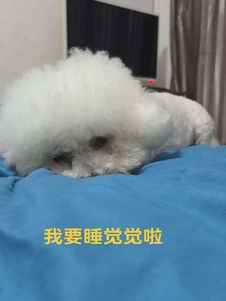#一天睡20小时的比熊