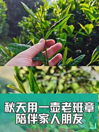 秋天用一壶老班章,陪伴家人朋友,十年以上老茶,茶韵悠长温暖 超适合秋天 朋友家人一起煮茶 2007年老班章普洱茶生茶 十年以上老茶窖藏 古树茶高级蜜香 入口茶味霸道 回甘生津迅猛 茶韵悠长,回味无穷 秋天超级治愈温暖的茶叶 和朋友家人一起煮茶泡茶 下午茶早茶超合适 早上适合什么茶 秋天适合什么茶叶 什么茶叶煮茶合适 云南茶叶推荐 生茶有什么好处 中老期普洱茶 #茶 #茶生活 #秋天 #朋友 #家人