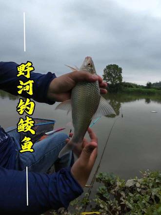 野河的土鲮依旧稳定#钓鱼 #汉鼎一号七代 #钓鱼王地狱猫 #汉鼎一号系列 @佐佳渔具
