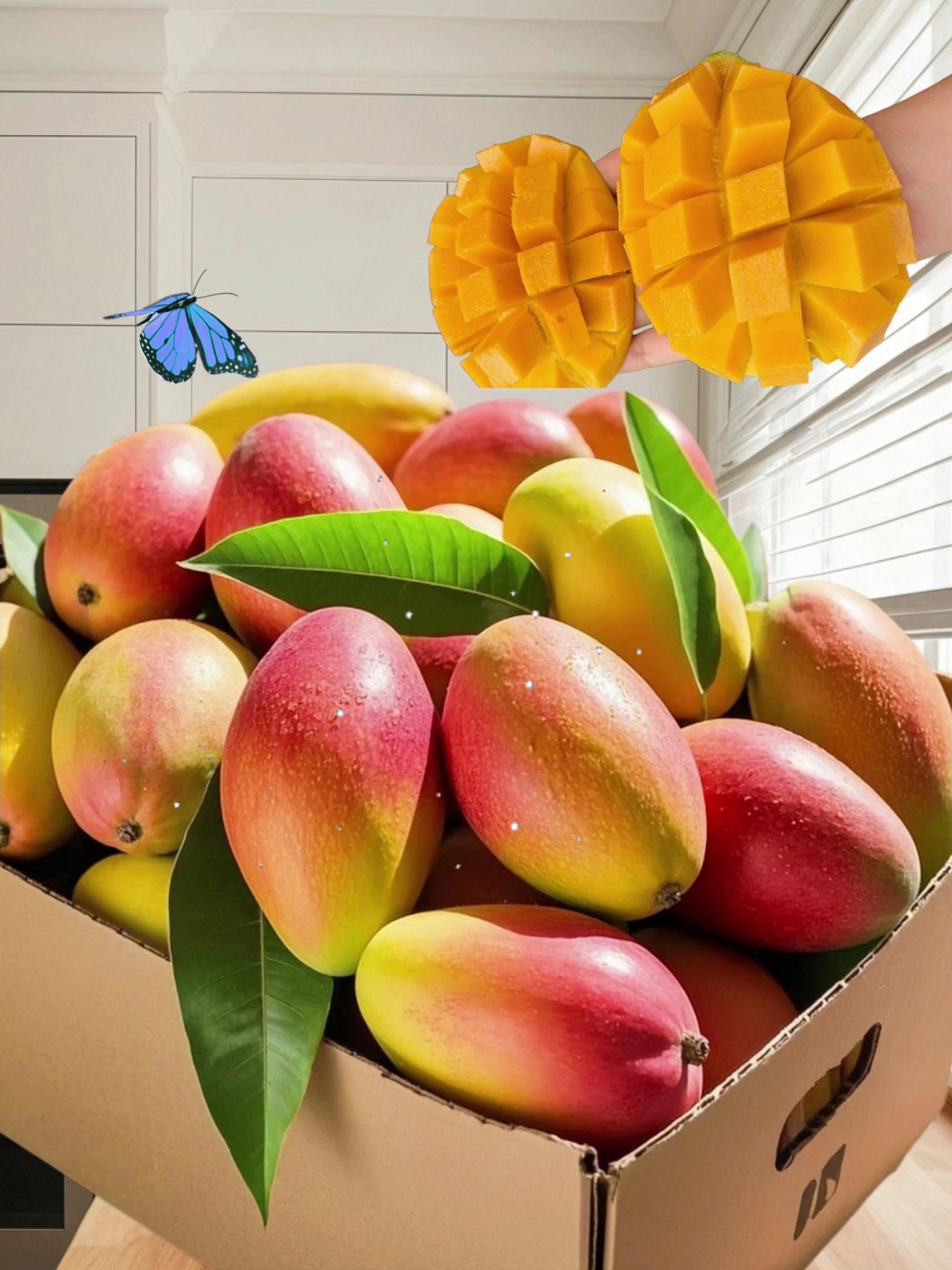 家人们,凯特芒果真的很甜。不接受反驳😄谁没吃攀枝花凯特芒果🥭我都会伤心的好吗!今年我们的凯特芒大丰收啦。如果你也爱吃皮薄肉厚水分足的大芒果,快来试试吧!#应季水果 #优质农产品 #凯特芒 #新鲜应季水果#优质水果推荐