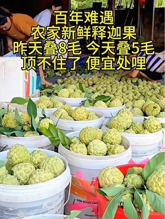 #新鲜采摘 #释迦果 #凤梨释迦果 #口感软糯香甜 #优质水果