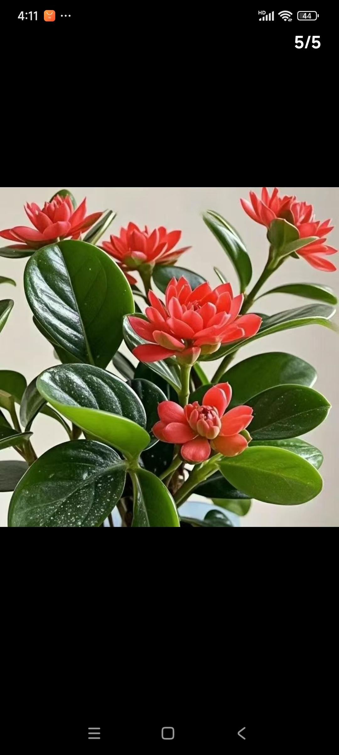 碧玉紫花卉。(不带花)新品碧玉紫,盆栽绿植花卉,碧绿四季开花,浓香型花卉,室内好看又净化空气,爱花的朋友看中就下单吧