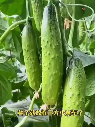 七八月份正是种秋黄瓜的好时候,我家每年都会种上这个唐山秋瓜,好吃又好种,用来生吃凉拌热炒都好吃解腻~在家种上些,想吃随手摘,你也赶紧种上吧!#秋黄瓜#黄瓜种子#黄瓜种植#我的小菜园 阳台小院均可种植 #种菜