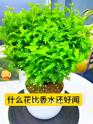 #花卉植物 #净化空气 #强烈推荐 #养花小知识