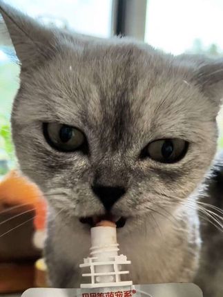 馋嘴掉毛怪的最爱!这个#贝因美湿粮礼包 嘎嘎香,小猫咪爱到不行🐱🐱 #新手养猫必备 #猫罐头推荐 #贝因美