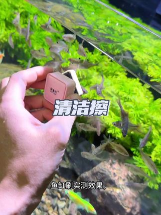 鱼缸清洁磁力刷,有效去除缸壁上绿藻褐藻以及有机物。#鱼缸清洁擦#鱼缸磁力刷 #磁力刷鱼缸 #空气缸 #鱼缸清洁