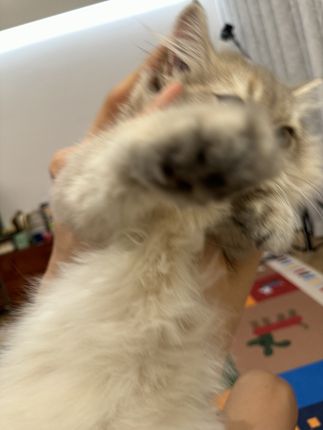 #露思同款 #炫腹贴 #赵露思同款 #内容过于真实