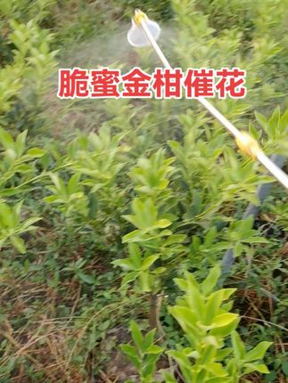 脆蜜金柑第二次摧花,还是一样的用我们家的硼大帅和植物生长精,另外加中微量元素和杀虫杀菌的。#脆蜜金柑怎么让它开花