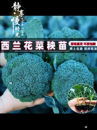 秋冬农产品#纯天然绿色蔬菜 苗#有机蔬菜 #无公害蔬菜 #绿色食品