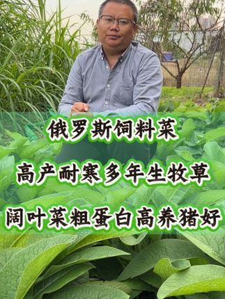 俄罗斯饲料菜高产耐寒多年生牧草,高蛋白阔叶草养猪消化吸收好!种根栽种要记牢!#俄罗斯饲料菜##俄罗斯饲料菜种根 #高产牧草#耐寒牧草#多年生牧草