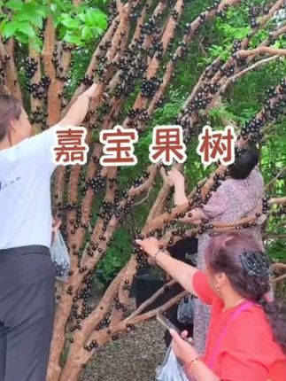 嘉宝果不挂果怎么回事#嘉宝果 不开花不结果是什么原因怎么补救#嘉宝果树葡萄 怎么养才能长得壮又茂盛开花多结果多#树葡萄 叶子发黄焦枯怎么办#嘉宝果树 怎么施肥