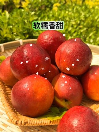 黄心大油桃大丰收了,软糯香甜,汁水超多,都是果农现摘现发的,口感非常好,有喜欢的家人们有口福了#口感特别好 #快来一起尝个鲜 #新鲜采摘 #应季水果