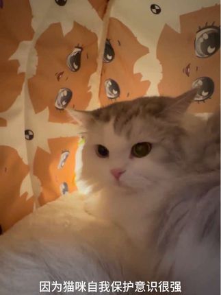 别看它洞口小,冬天睡起来可暖和了,还不漏风#猫窝#养猫人#狗窝#萌宠好物