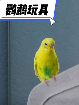 #鸟笼鸟具#鹦鹉#解闷玩具#萌宠好物