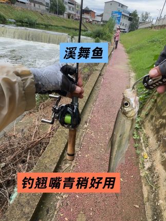 钓翘嘴红尾青稍好用的溪舞鱼大家可以试试! #谭谭爱钓鱼