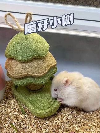 仓鼠的牙齿是终身生长的,所以一定要给他们准备磨牙用品,这种磨牙小树就很不错,可以够他们啃很久了#萌宠成长记 #宠物吃货 #强烈推荐 #仓鼠 #仓鼠磨牙