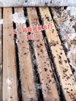 #养蜂技术分享 #养蜂人