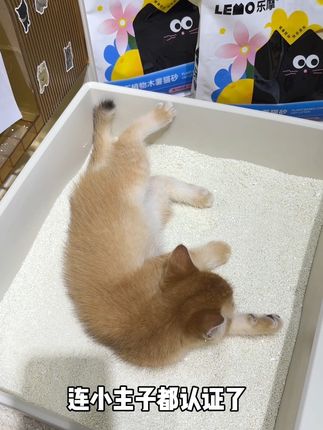 还得是乐摩的植物木薯猫砂,不仅不粘底,还把除臭拉满!关键价格还便宜,真的很适合多猫家庭提升铲屎幸福感!#萌宠好物 #猫砂推荐 #猫砂 #木薯猫砂