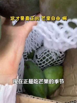四川攀枝花凯特芒现摘现发大脸芒应季新鲜芒果放软食用