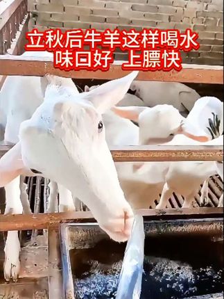 牛羊养殖技术