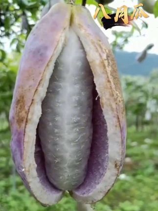 这个水果很多人都没有吃过,它叫八月瓜,也叫野香蕉,吃起来口感像香蕉一样软糯香甜,但是味道却不一样,它的果肉非常绵密,咬上一口就能吃到浓浓的奶香味,特别好吃。现在正是八月瓜上市季节!带一份回家尝尝吧#八月瓜#应季水果#口感特别好 #孕妇水果推荐 #快来一起尝个鲜