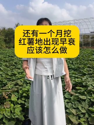 麦茬红薯还有一个月挖,出现叶片早衰,该怎么办#红薯种植#薯帮主