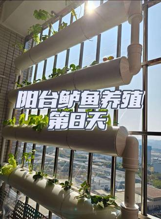 记录鲈鱼养殖的一天,喂食、换水、清洁,一气呵成#阳台生态鱼缸 #阳台养鱼 #日常生活记录