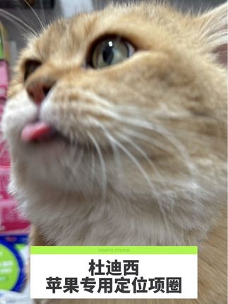 怂宝我啊今天出门遇到两个我妈外面的“宝贝”#毛孩子日常 #防走失 #萌宠好物 #养宠进阶指南