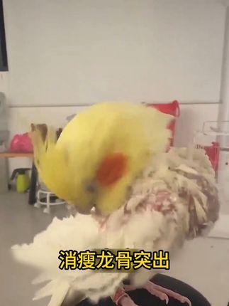 #儿童补脑的营养食谱 #韭菜干煸炒面怎么做 #早餐怎么吃营养 #温州清醋拌面 #家常酥肉做法