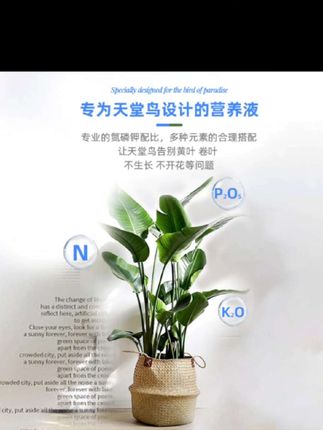 【天堂鸟营养液】家用盆栽花卉植物通用型黄叶掉叶干枯卷边适用肥#上热门#好物推荐#种草