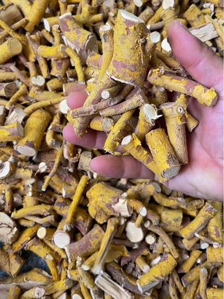 刚晒干的闽清本地山杜仲根,皮黄,纯根,无黑头#山杜仲 #好物推荐🔥