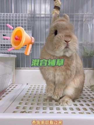 兔家长一定要注意这个误区,就是长期只给兔子吃一种草,那兔兔营养怎么能均衡?快看看这款混合辅草!#养兔人 #科学养兔 #兔草 #兔子吃什么 #萌宠出道计划