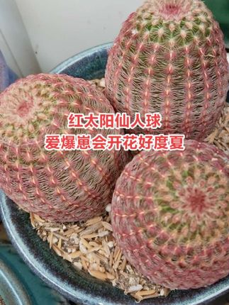 红太阳仙人球越晒太阳颜色越红,耐热耐旱开花花朵大而鲜艳,新手也可以轻松养好#红太阳仙人球 #红太阳盆栽 #爱生活爱养花 #仙人球开花 #仙人球