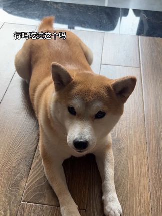 吃过好的吗你 #萌宠出道计划 #猫粮 #弗列加特 #弗列加特牛奶烘培粮