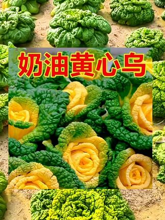 #黄心乌塌菜 #蔬菜种子 #家庭种植 #服务三农支持三农 #每日分享