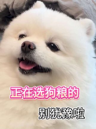 正在为博美选狗粮的不要犹豫啦 #博美 #狗狗 #狗粮 #养狗的乐趣 #狗狗的日常