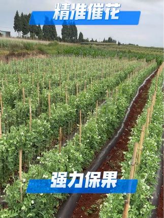 豌豆花朵果多就打巨保露 #豌豆 #农业种植 #王开玺 #巨保露 #催花保果