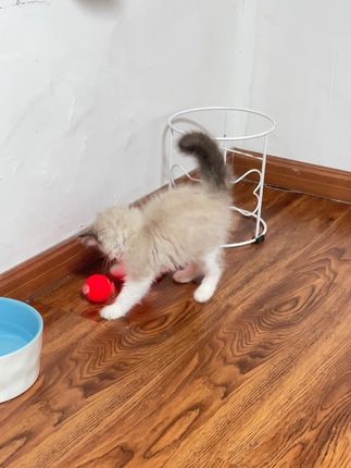 真的要被它玩的样子笑不活了 哈哈哈 #猫咪的迷惑行为 #猫玩具