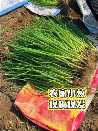 #东北小葱#小葱拌豆腐#小葱蘸酱#现摘现发新鲜到家